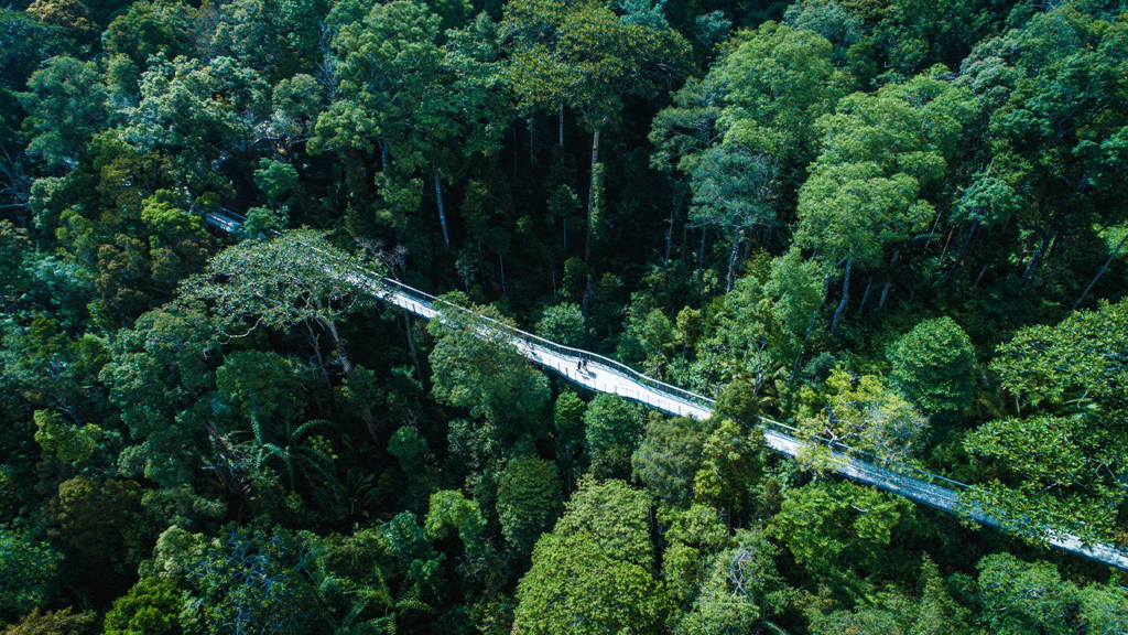 Forest Bathing & Eco-Therapy in Malaysia: Reconnecting with Nature
